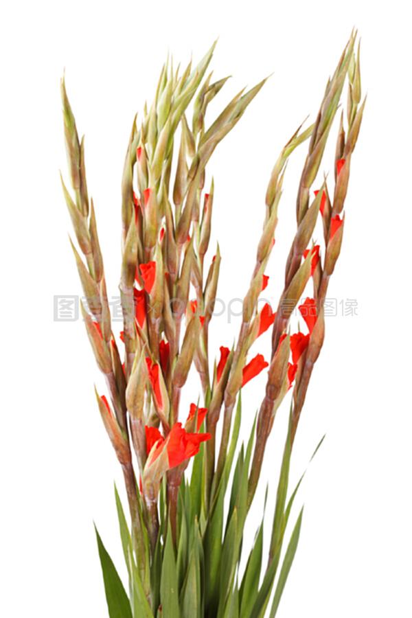 刺梅花扦插：繁殖新植株的详细指南