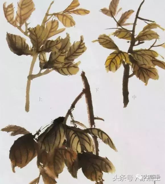 栀子花盆栽的养殖方法