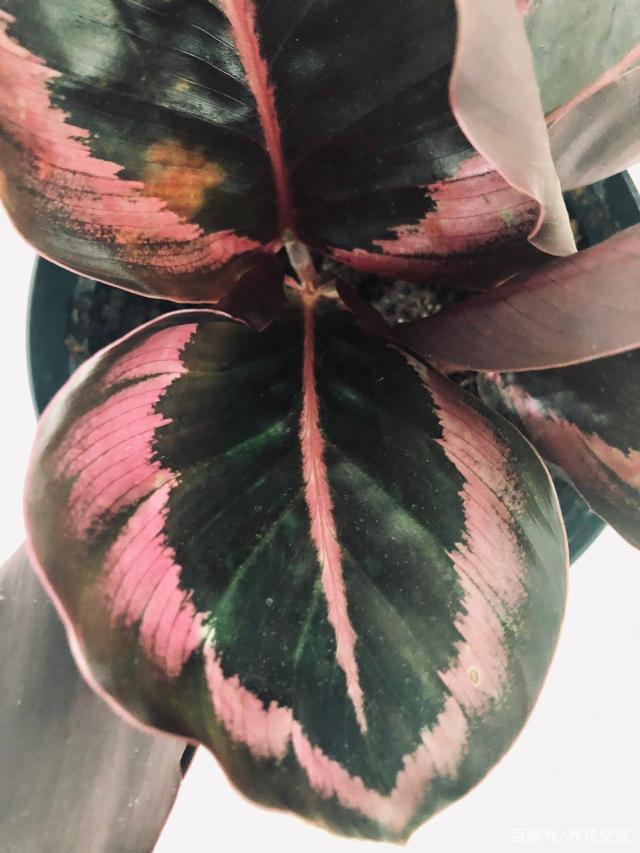 凤尾竹盆栽：养护指南与美学布置