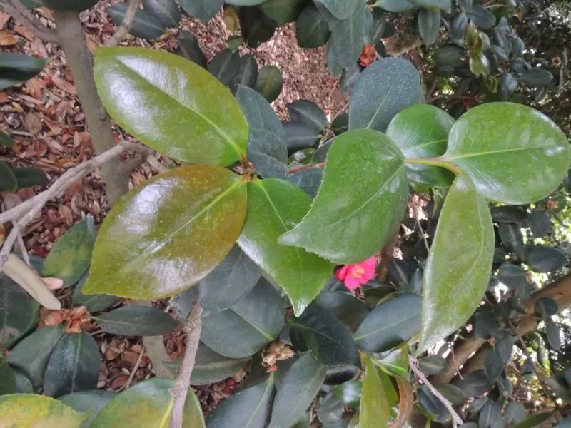 柠檬能扦插成活吗？揭开植物繁殖的神秘面纱