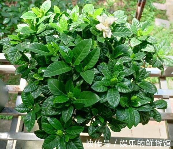 怎样养好盆栽人参盆景