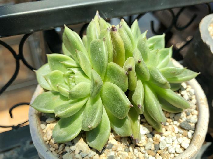 盆栽杜鹃怎样繁殖 - 植物养殖园丁指南