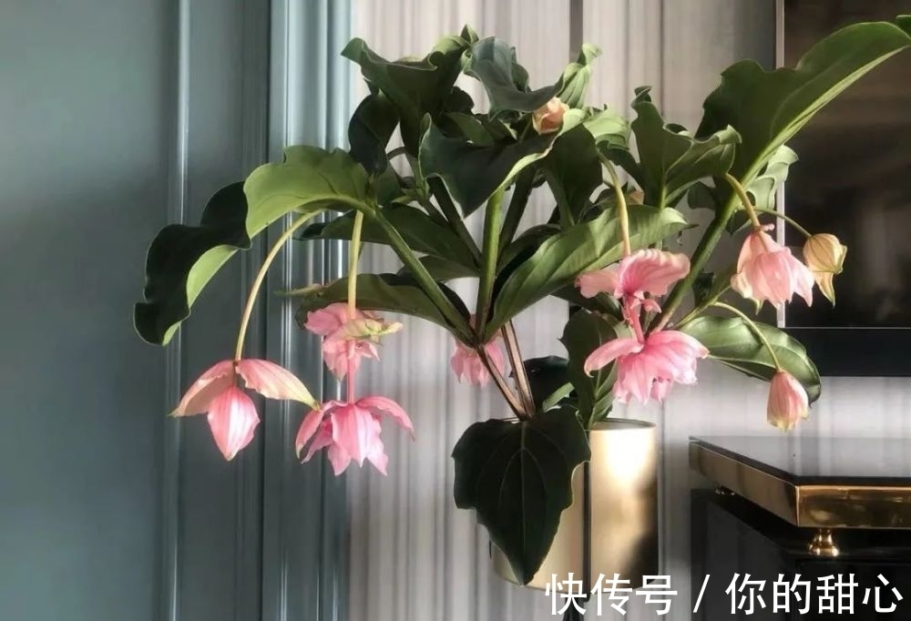 榕树盆栽温度：关键养护指南
