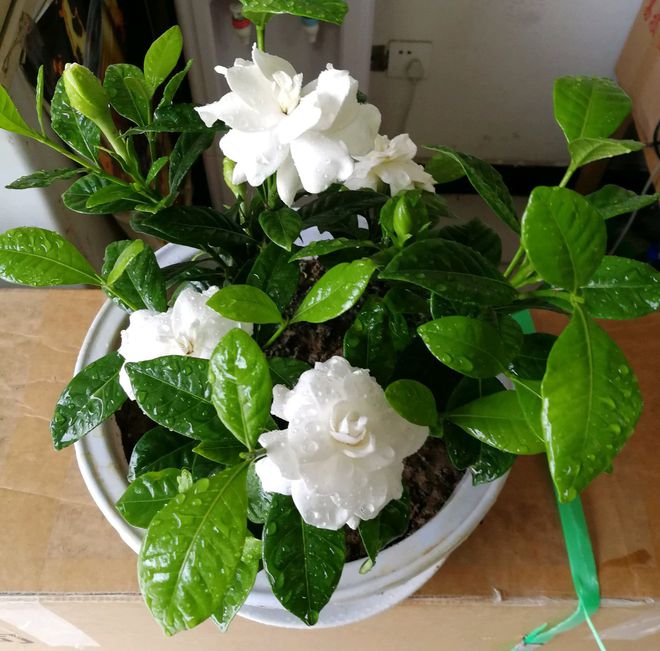 盆栽松树的种植方法