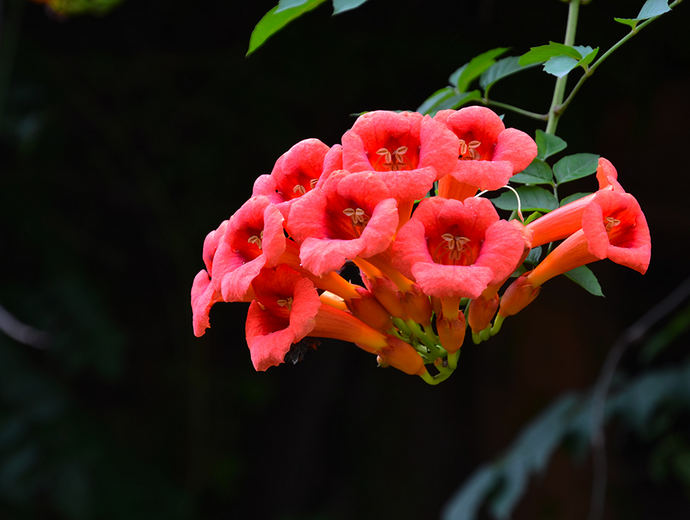 扦插花卉批发：打造专业花卉市场新选择