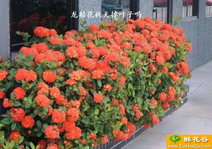 金玲花如何扦插：掌握技巧，轻松繁殖
