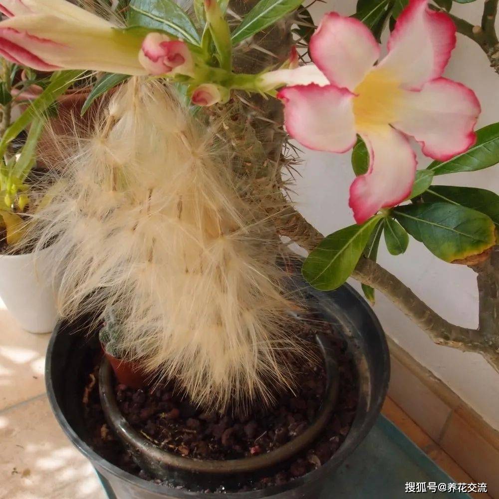 栀子花扦插遮光：掌握技巧，养出繁茂植株