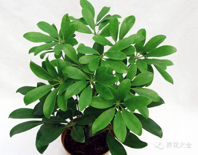 盆栽奶蕉树：养护指南与技巧