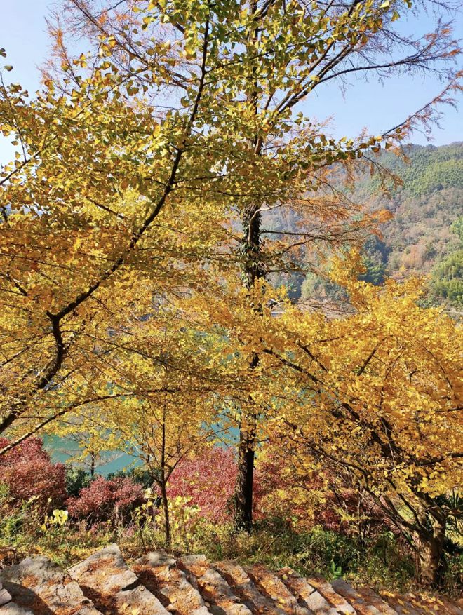 盆栽植物大全名字和图片：探索绿意盎然的室内世界