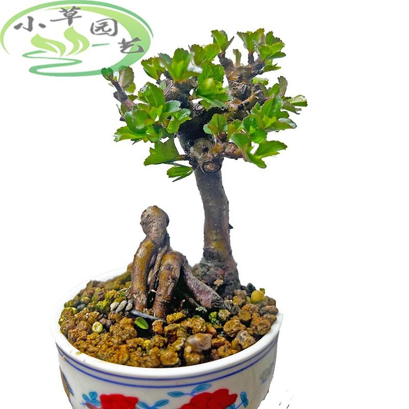 盆栽茉莉浇水：掌握正确方法，让花香满室