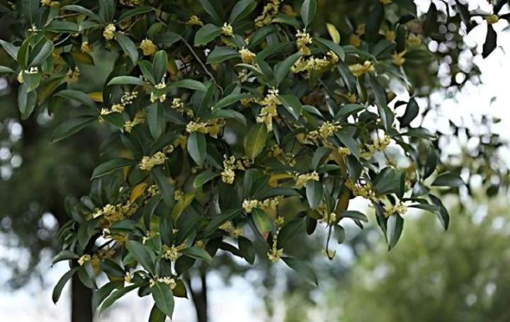 盆栽蓝莓定植：轻松打造家中小果园