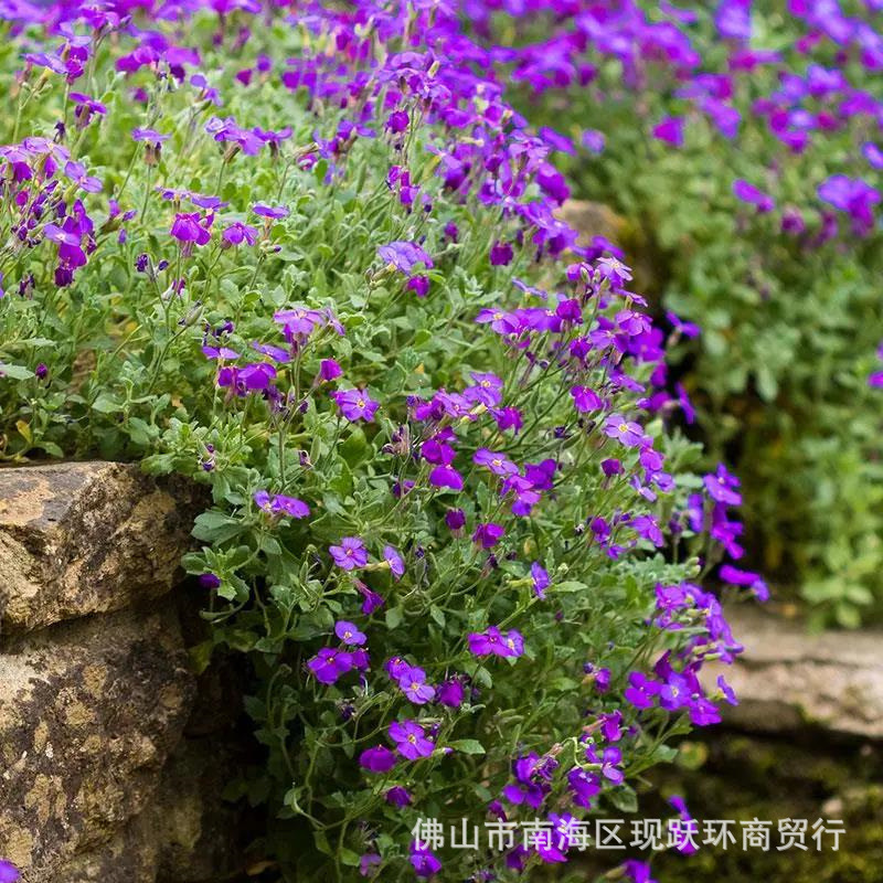 水养盆栽有哪些：探索水中绿意的秘密