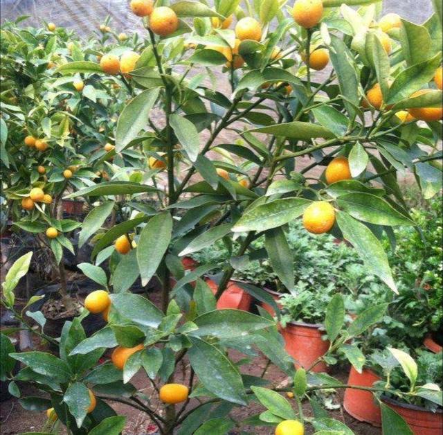 标题:冬青盆栽简笔画——打造简约而不失格调的家居绿植装饰 标题:冬青盆栽简笔画——打造简约而不失格调的家居绿植装饰
