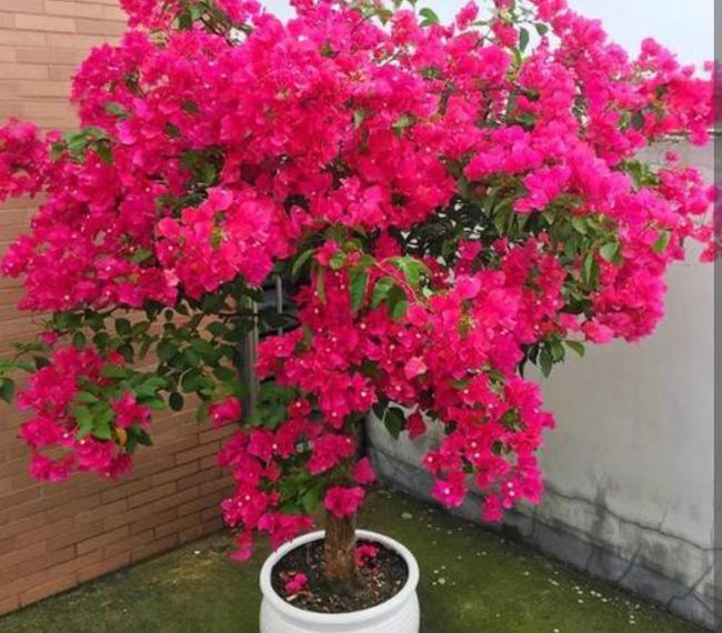 标题:盆栽康乃馨花图片——带你领略花香四溢的魅力 标题:盆栽康乃馨花图片——带你领略花香四溢的魅力