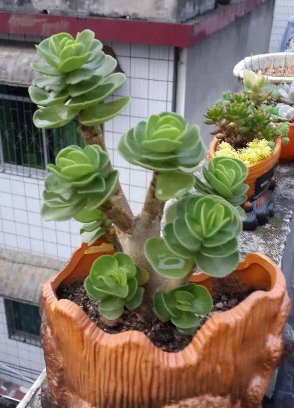 盆栽种草莓：家庭园艺新趋势