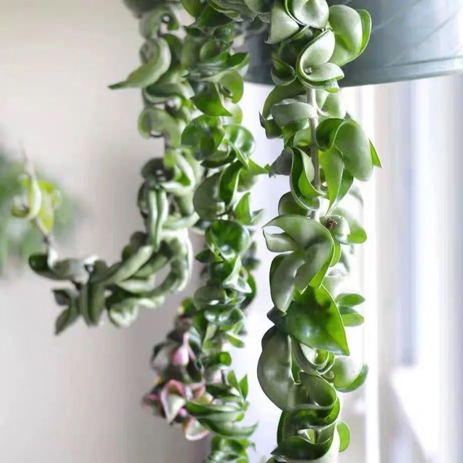 标题：水竹盆栽——室内绿植养护新宠