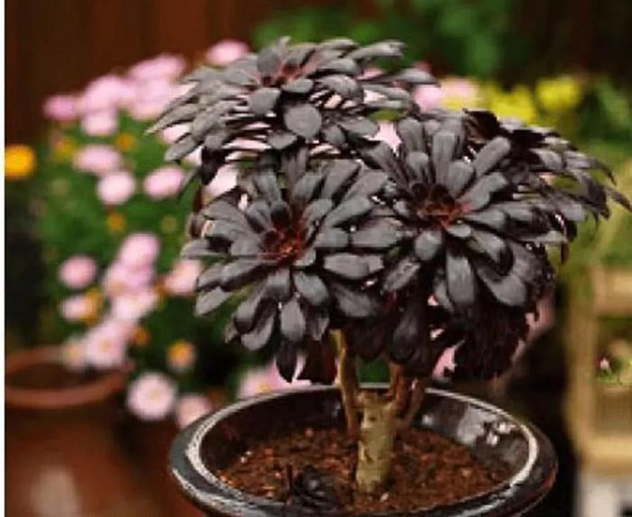 滴水观音种子盆栽：种植与养护指南
