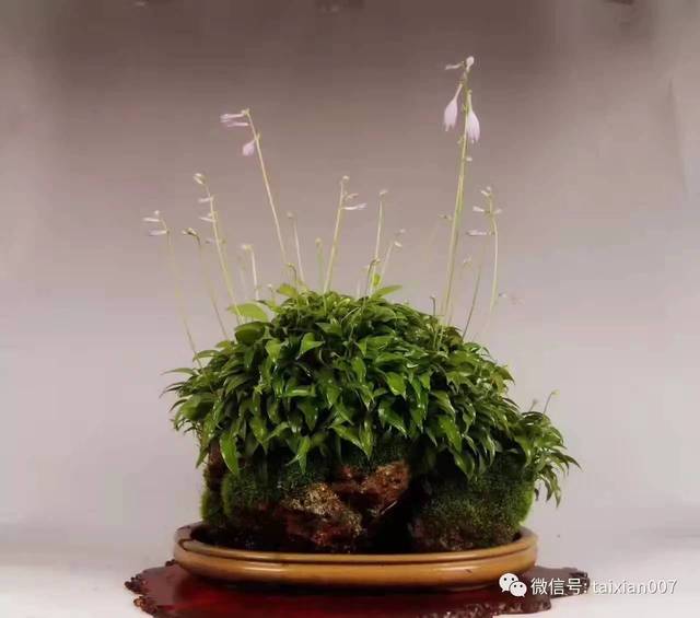 扦插移栽管理：植物养殖的关键步骤