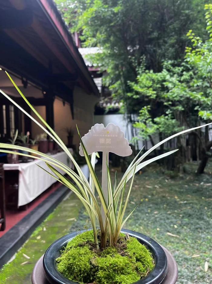金钱木冬季扦插：掌握技巧，成功繁殖