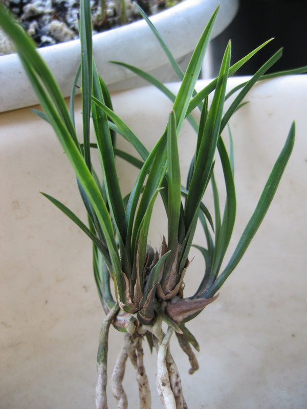 碰碰香扦插：繁殖新植株的详细指南