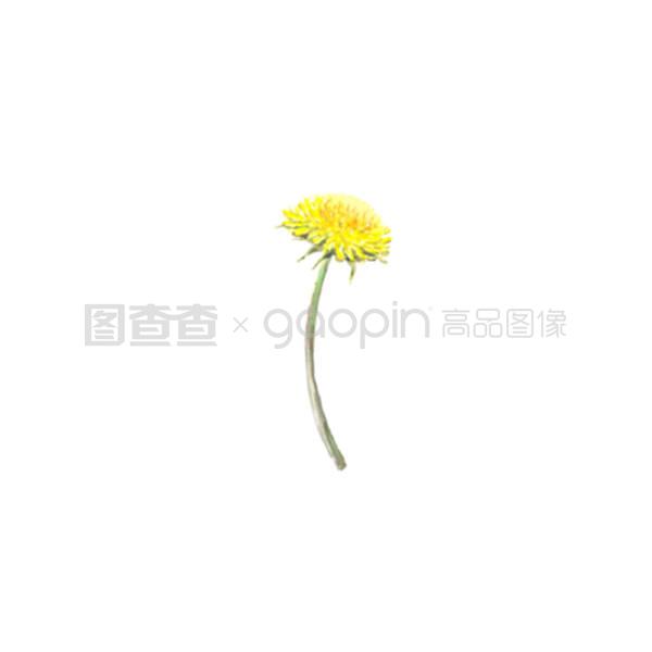 万年草扦插：繁殖与养护全攻略