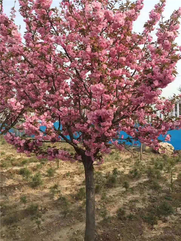 米兰花扦插：繁殖新苗的简易指南