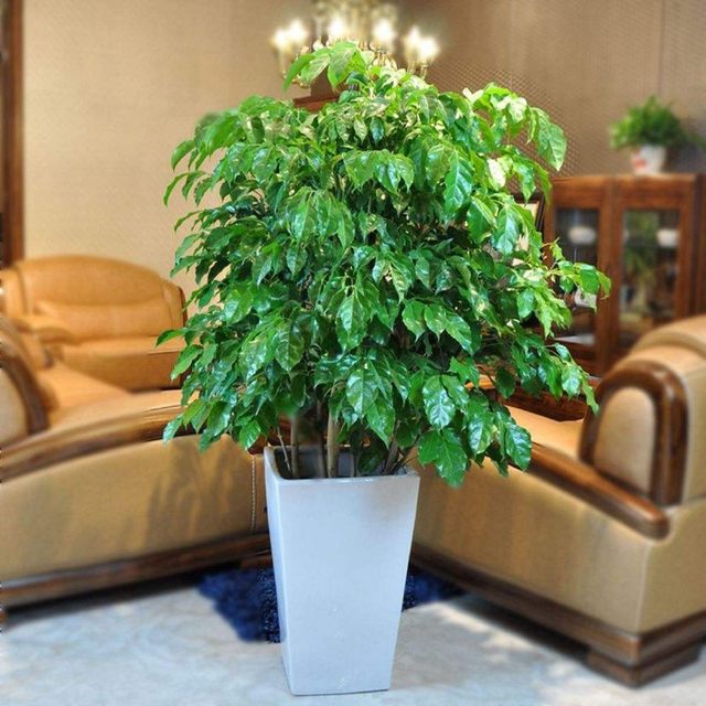 美女樱的扦插方法：繁殖新植株的详细指南
