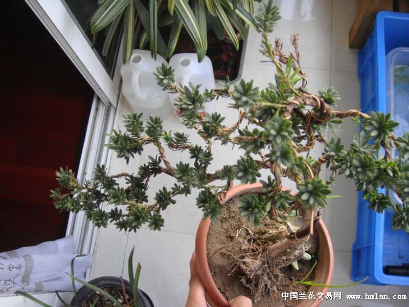 秋海棠扦插：繁殖新植株的详细指南