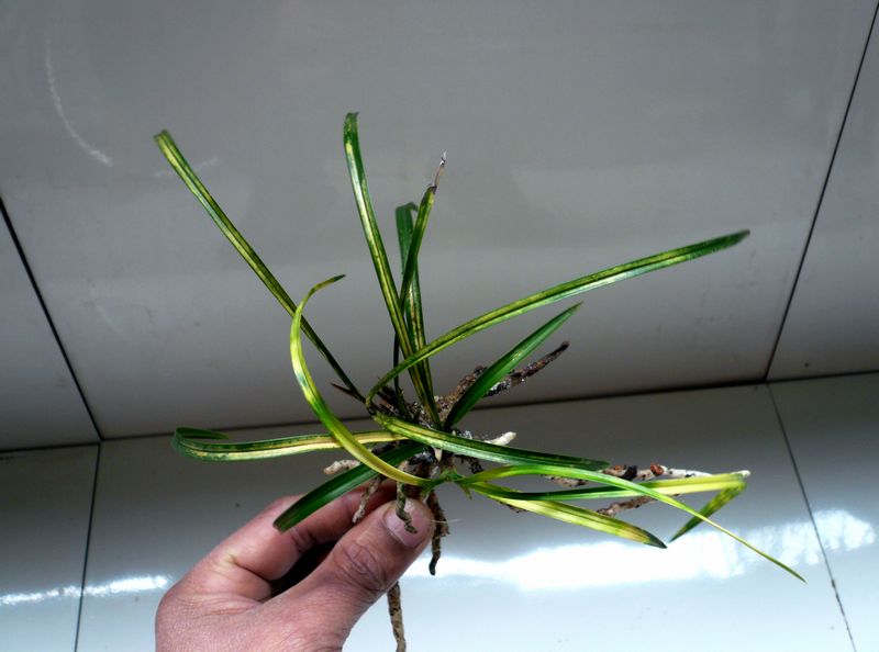 扦插薰衣草：掌握技巧，轻松繁殖香气四溢的绿植
