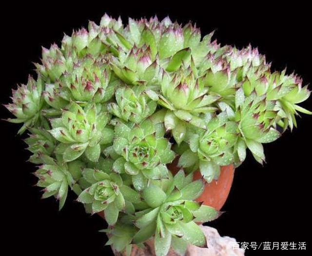 适合夏天扦插的花：让你的花园绽放盛夏之美
