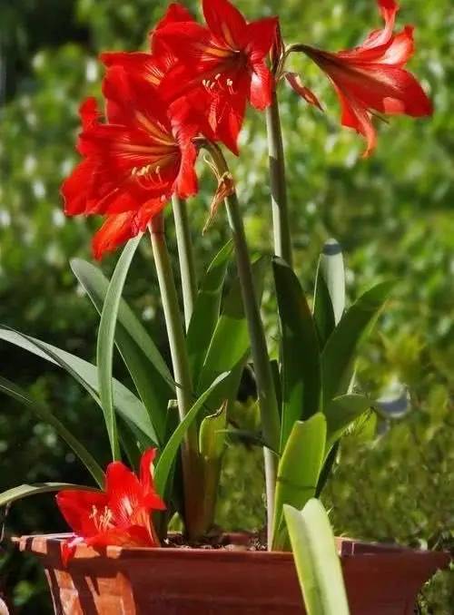 菊花脚芽扦插：繁殖技巧与实践指南