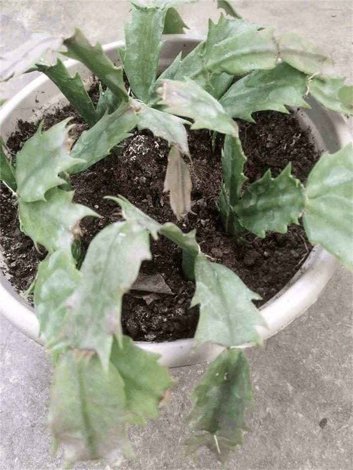 枣树的扦插：繁殖新技术的详细介绍