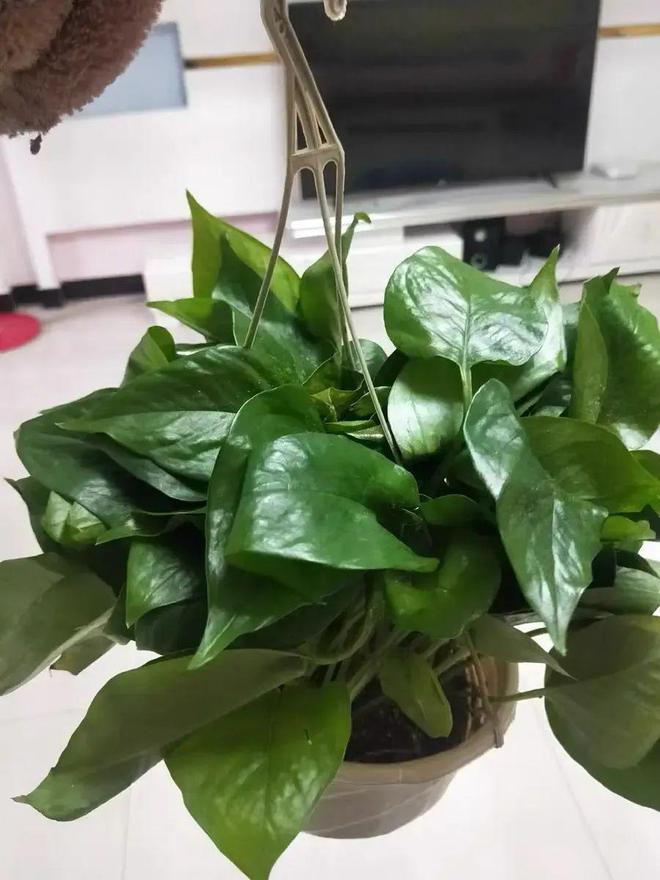 锈球扦插多久生根？掌握技巧，成功繁衍锈球