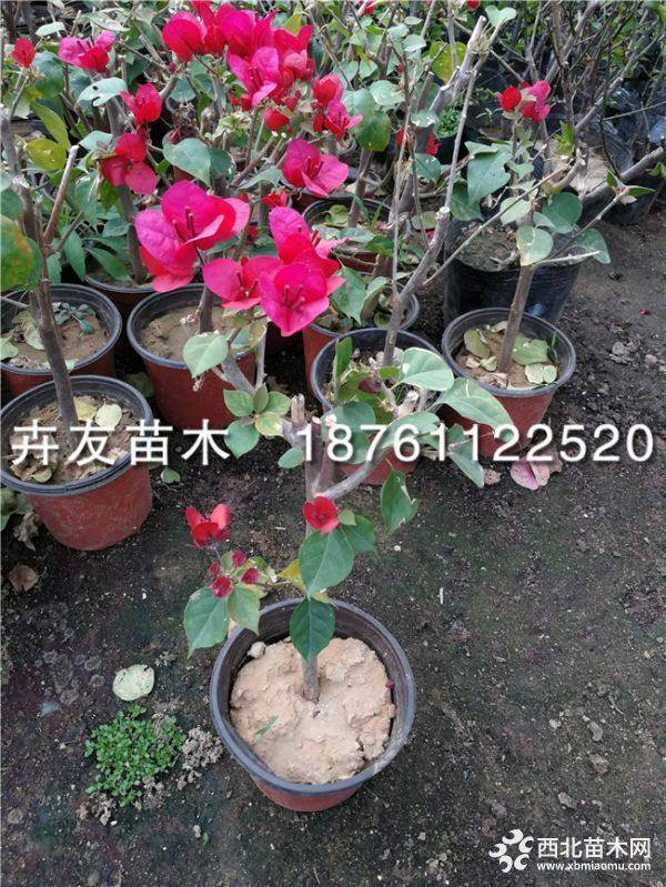 盆栽榴莲选种：挑选优质榴莲种苗的要点