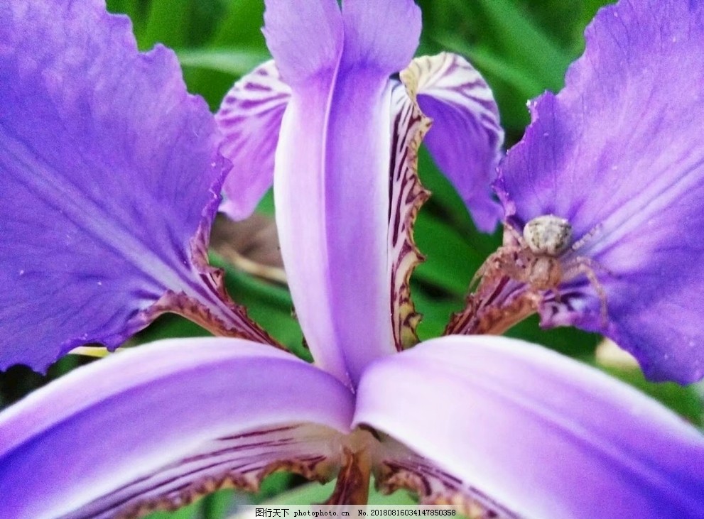 雏菊如何盆栽：种植与养护指南
