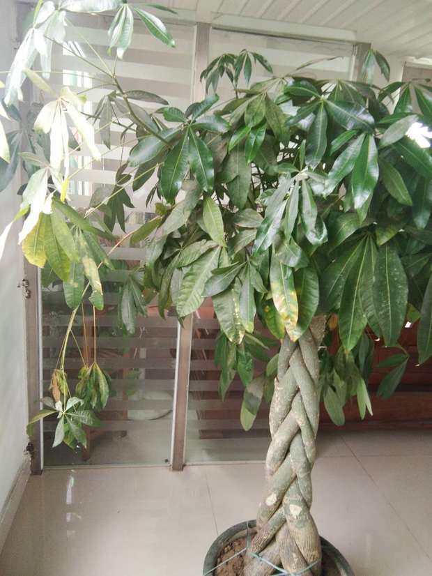 桂花盆栽注意事项