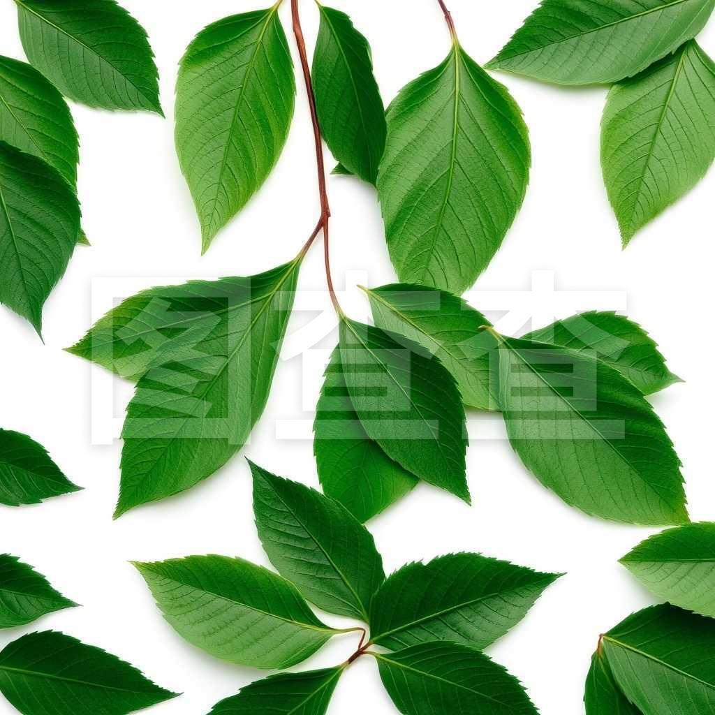 蓝莓的盆栽技术：打造私家果园新选择