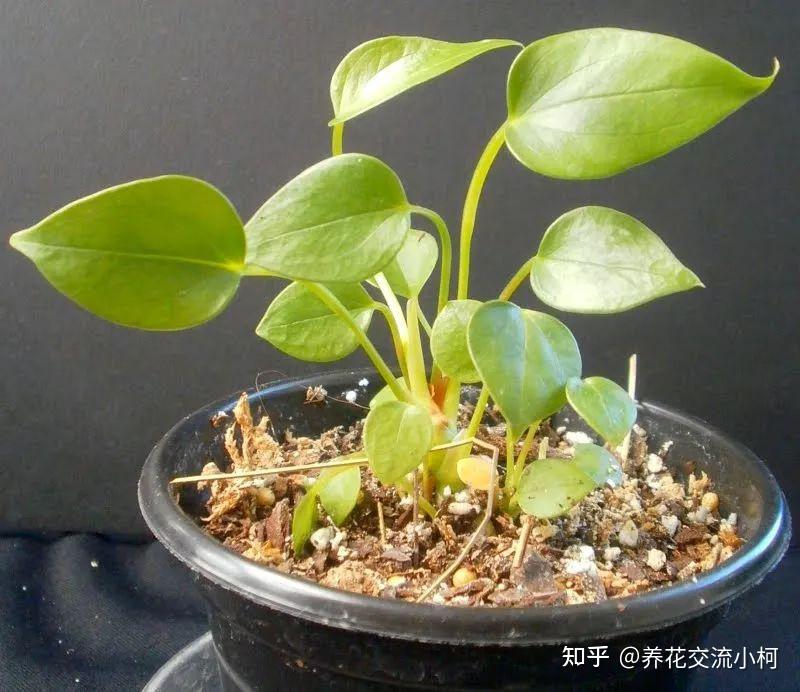叶子细长盆栽图：打造优雅家居绿意