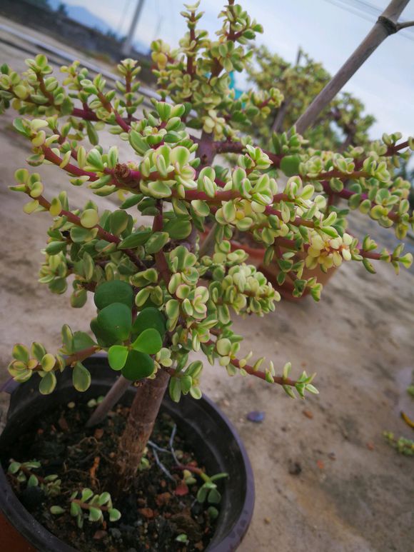 盆栽菊：打造家中迷你花园的秘诀