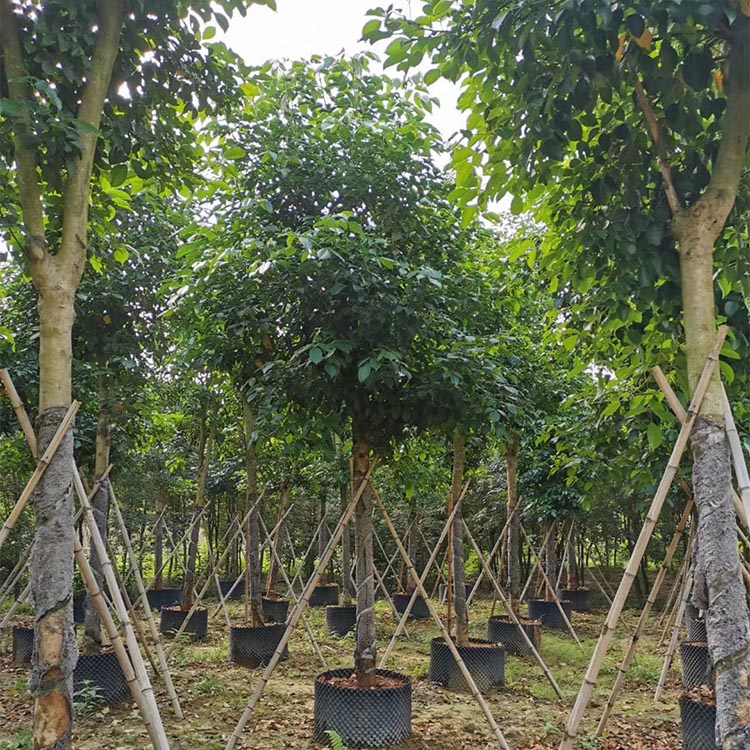 盆栽百合花种植视频：掌握技巧，轻松养出美丽花朵