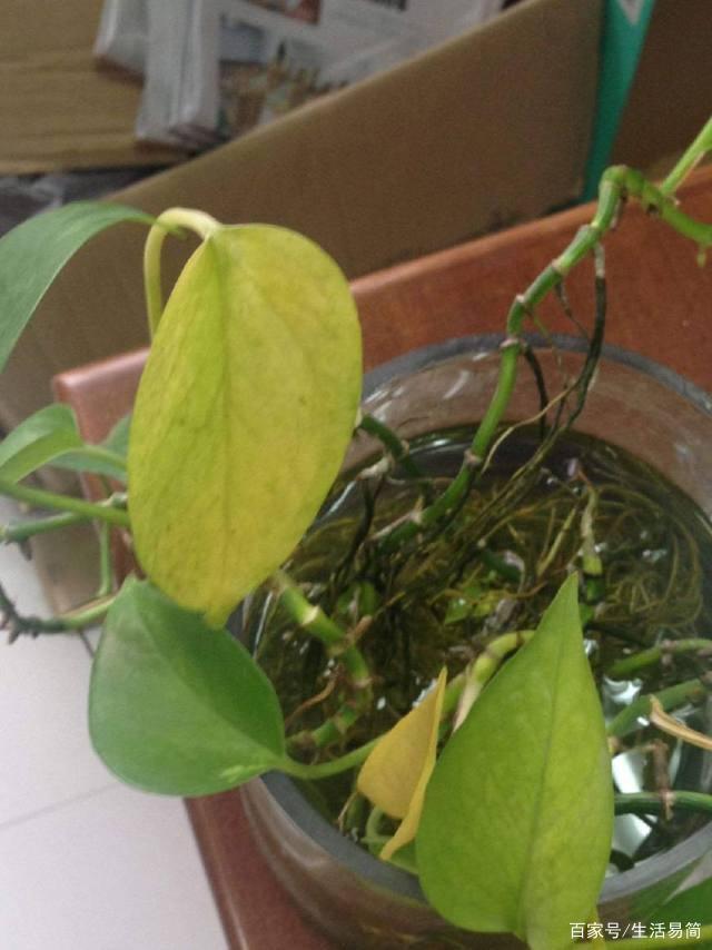 盆栽草莓应该施什么肥：专业园丁的建议
