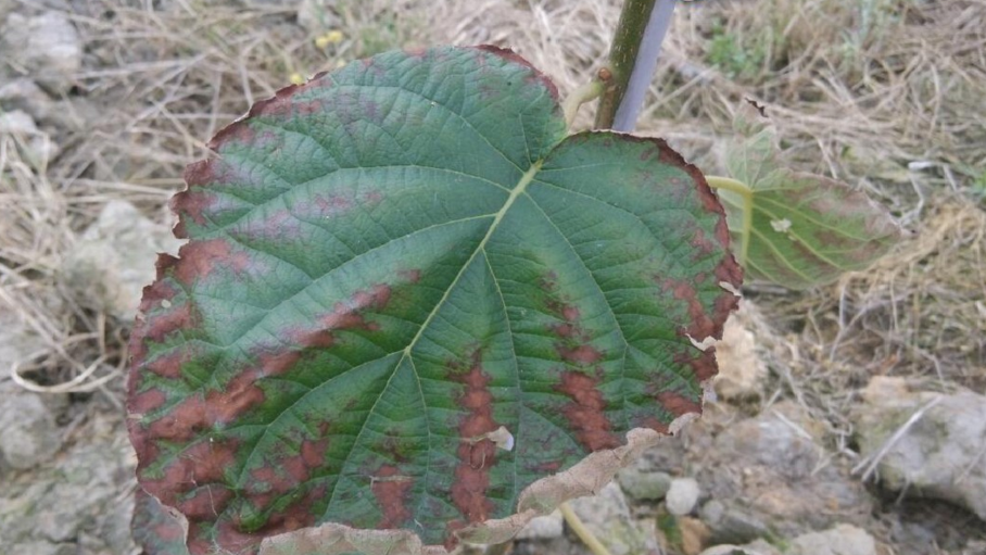 菠萝盆栽浇水：掌握正确方法，让菠萝茁壮成长