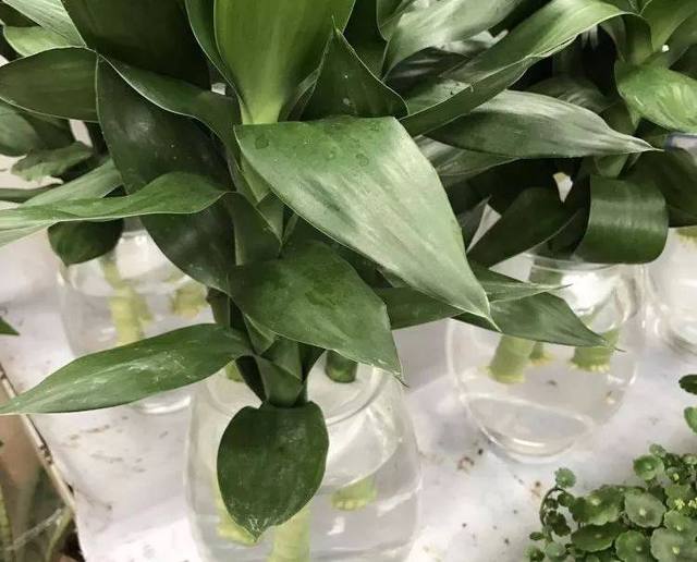 盆栽玫瑰花施肥：掌握技巧，让花朵绽放更艳丽