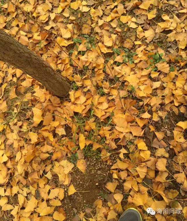 盆栽四季海棠花的养殖技巧与注意事项