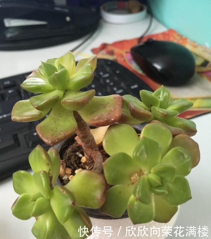 盆栽苹果长得慢：原因与解决方法