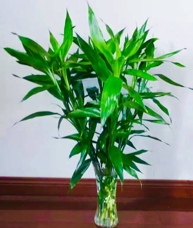 盆栽玫瑰好养吗？揭秘盆栽玫瑰的养护之道