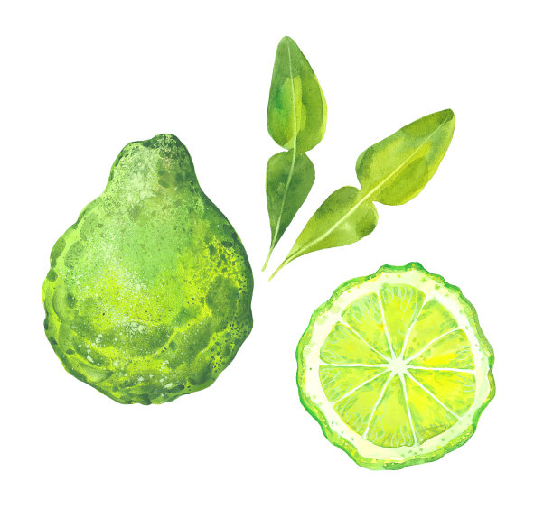 盆栽枸杞子种植技术