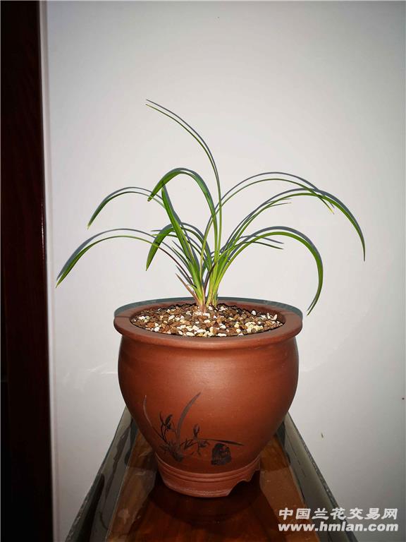 菠萝盆栽几年结果 - 植物养殖园丁分享种植经验