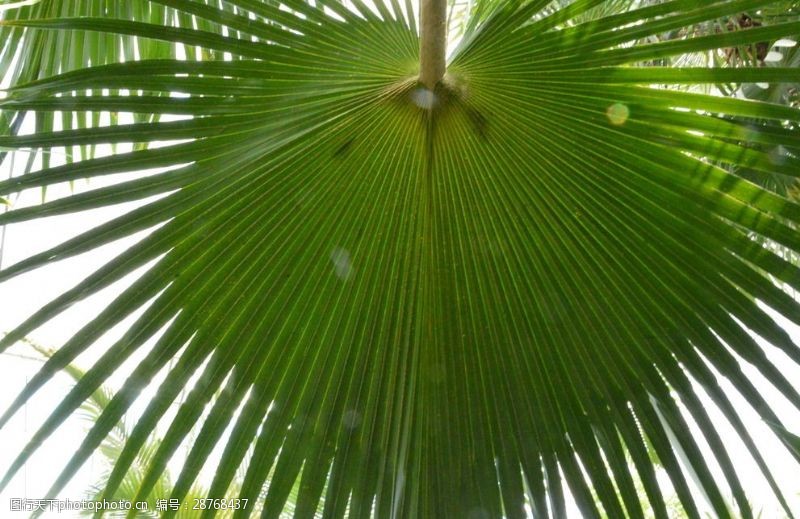 盆栽牡丹花怎么浇水：掌握正确方法，让牡丹花开得更艳丽