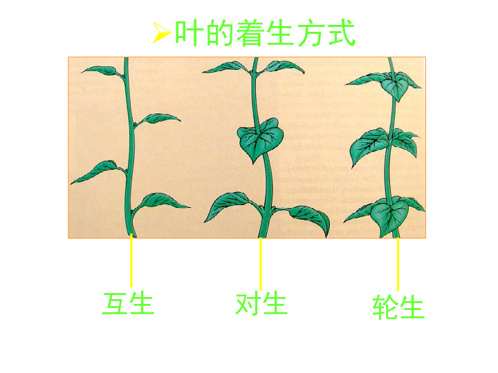 西瓜籽自制小盆栽植物：打造绿色生活空间的创意指南